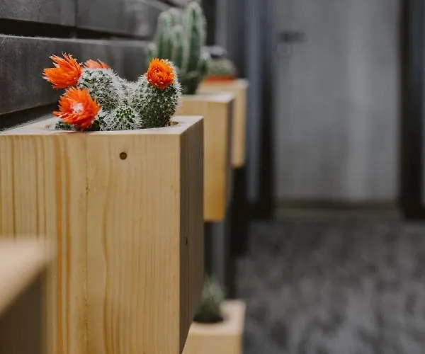 Joker * Nowy Dwór Gdański